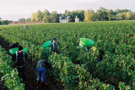 Vendanges 2014